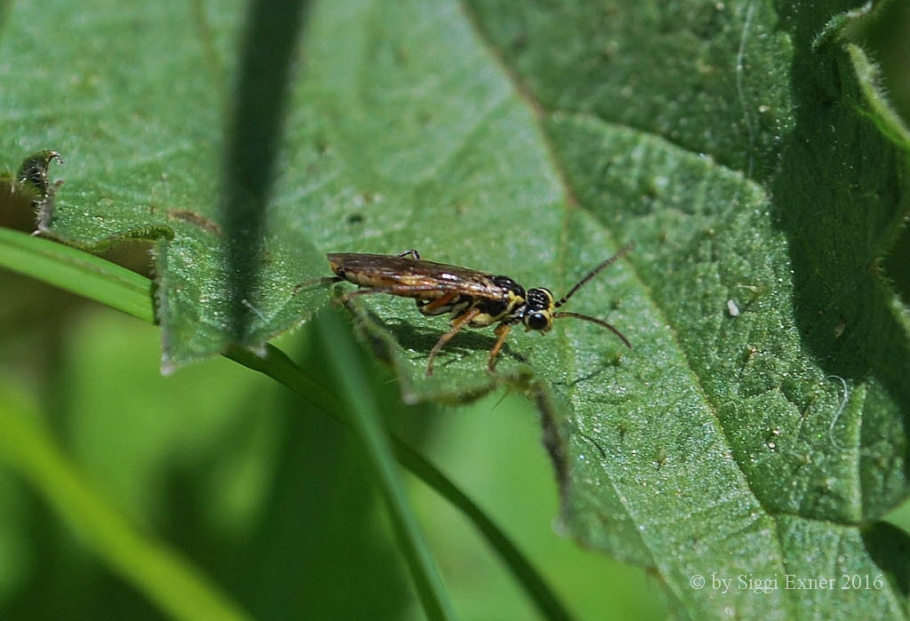 Aglaostigma fulvipes