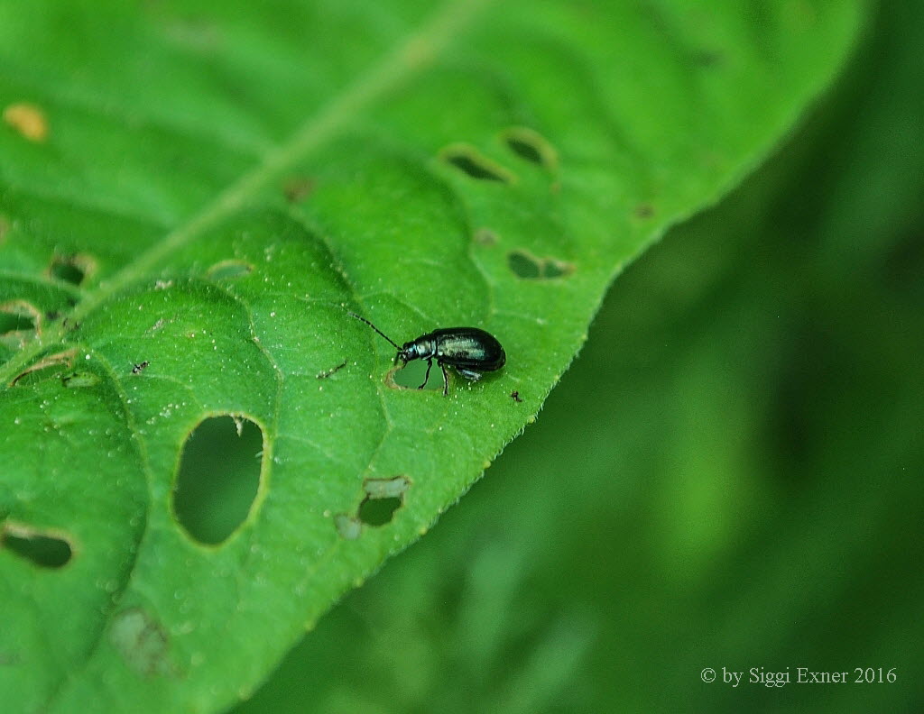 Altica aenescens