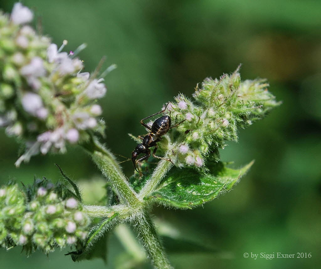 Himacerus mirmicoides Ameisensichelwanze 