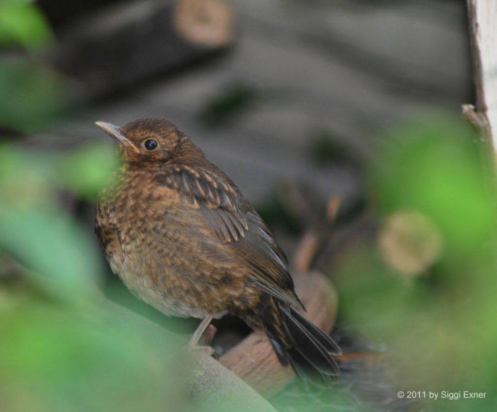 Amsel Turdus merula