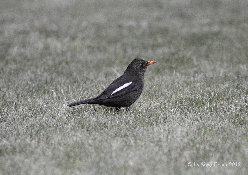 Amsel Turdus merula