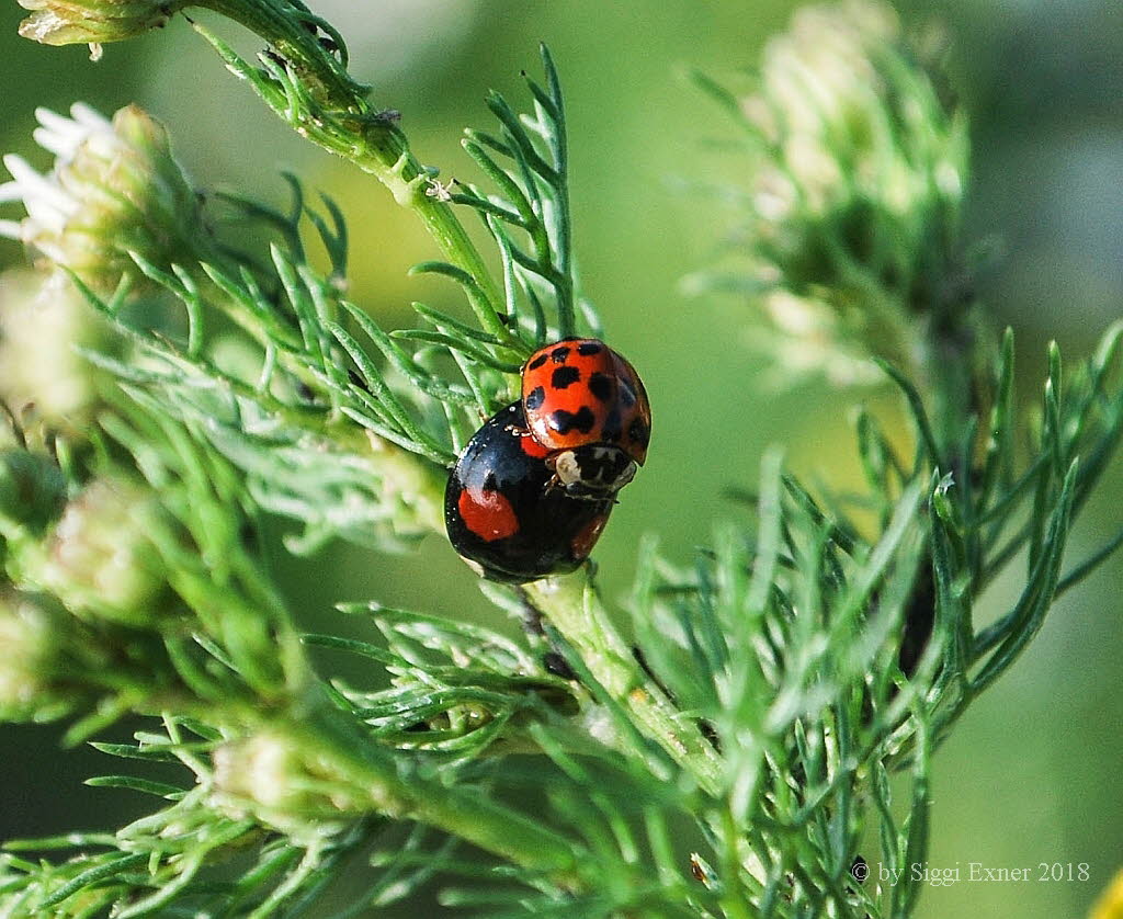 Asiatischer Marienkfer Harmonia axyridis