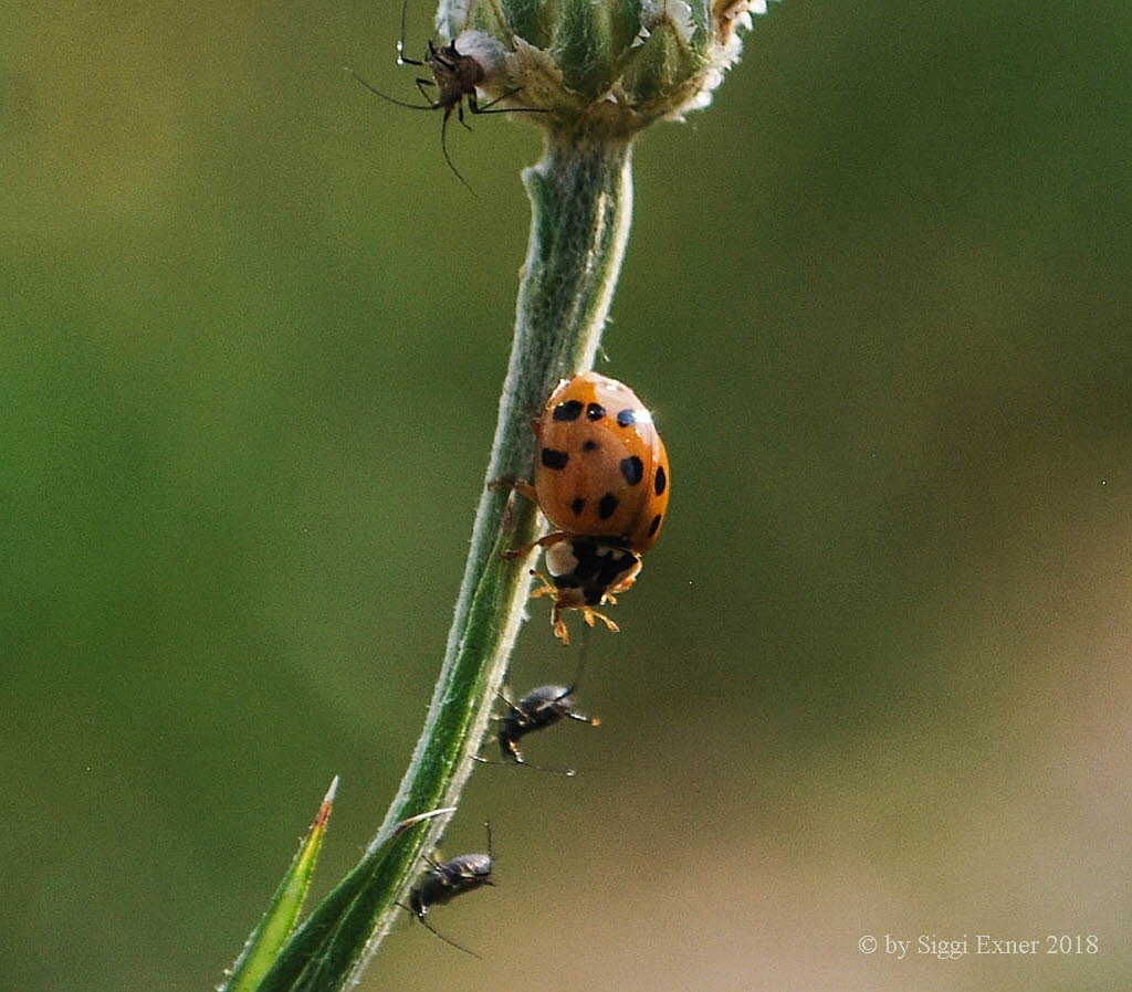 Asiatischer Marienkfer Harmonia axyridis