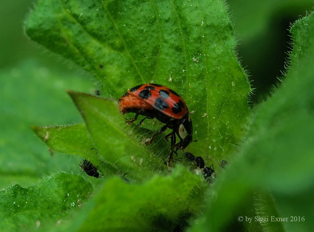 Asiatischer Marienkfer Harmonia axyridis