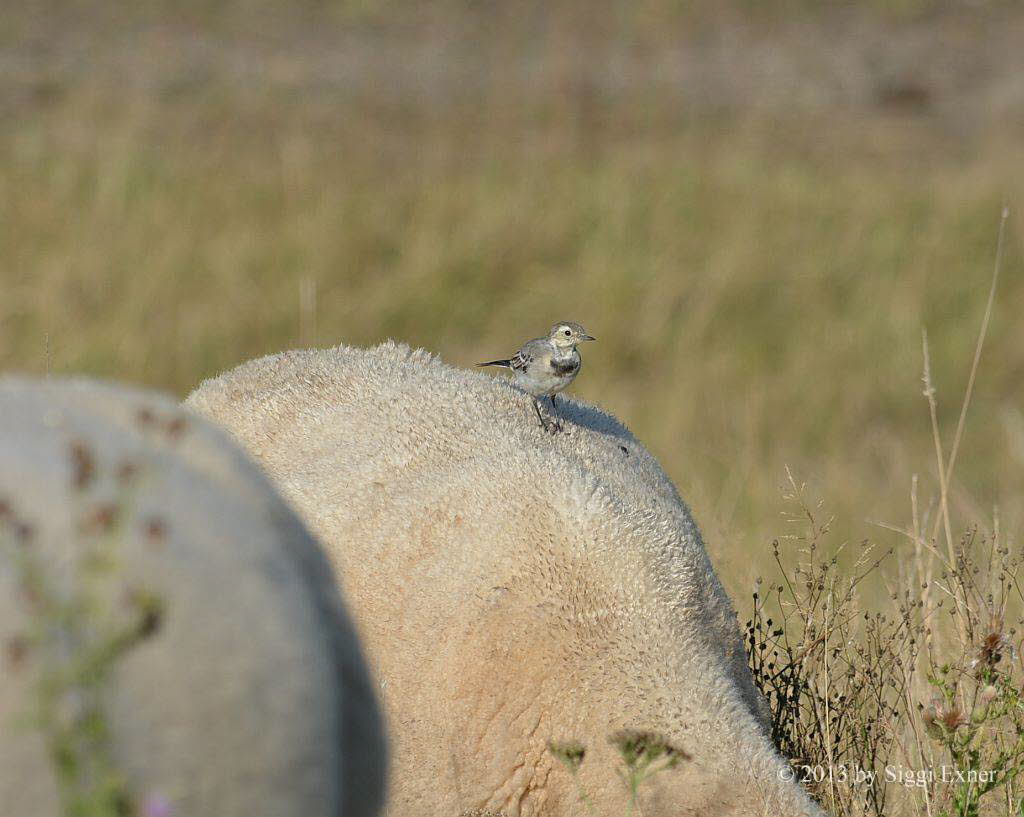 Bachstelze Motacilla alba