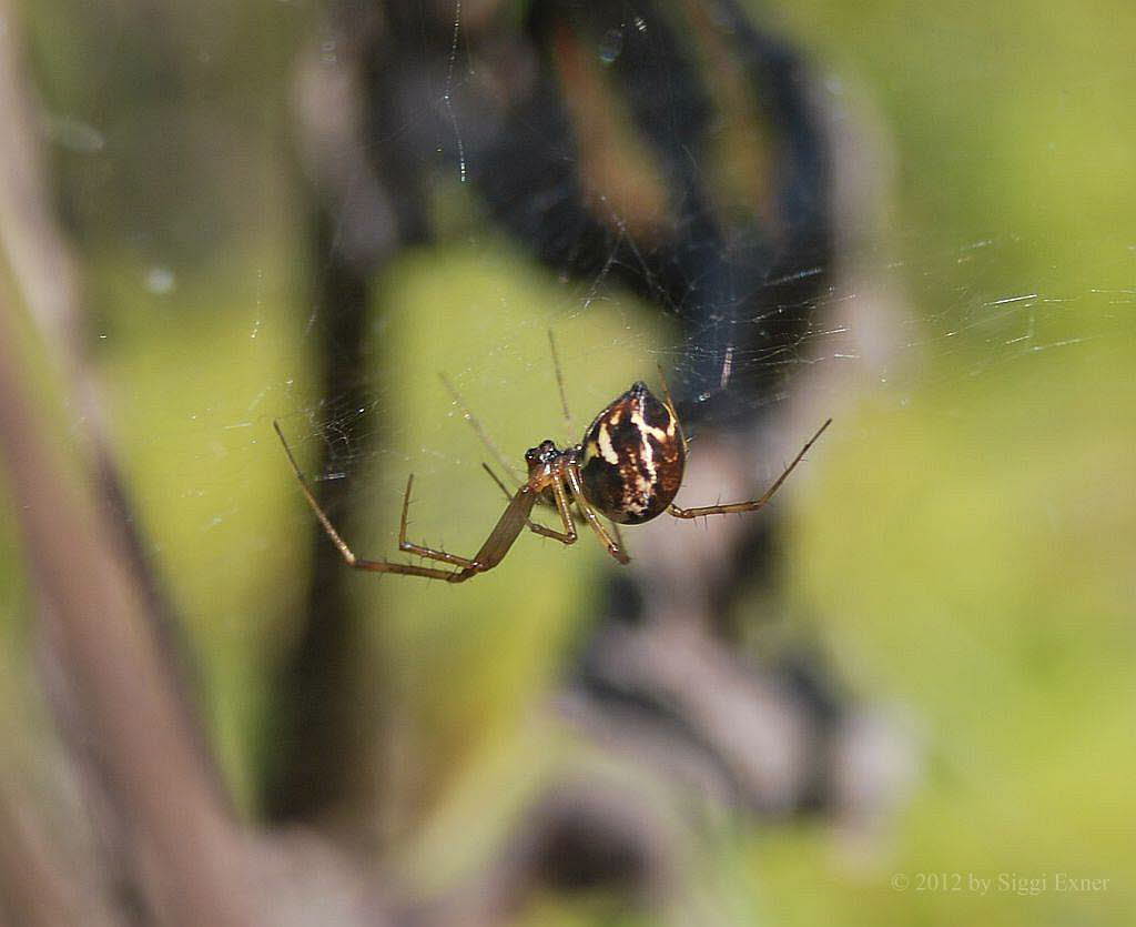 Baldachinspinne Linyphia triangularis