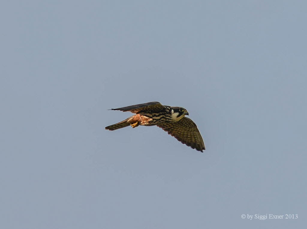 Baumfalke Falkco subbuteo