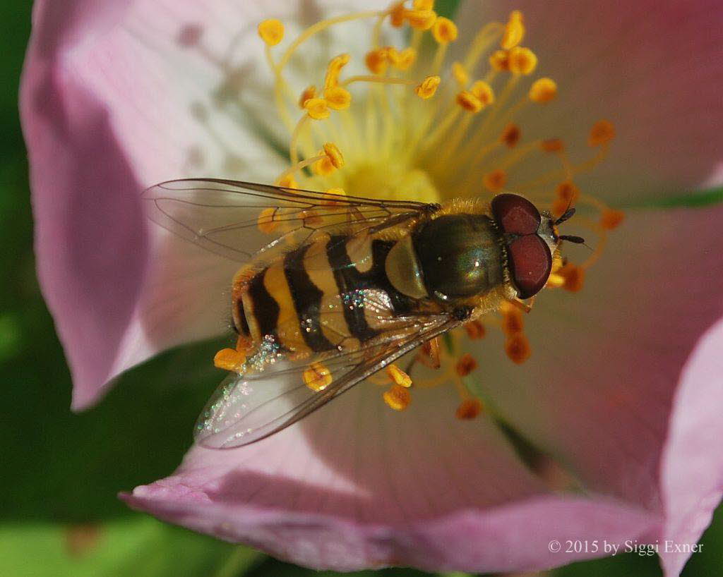 Syrphus torvus Behaarte Schwebfliege