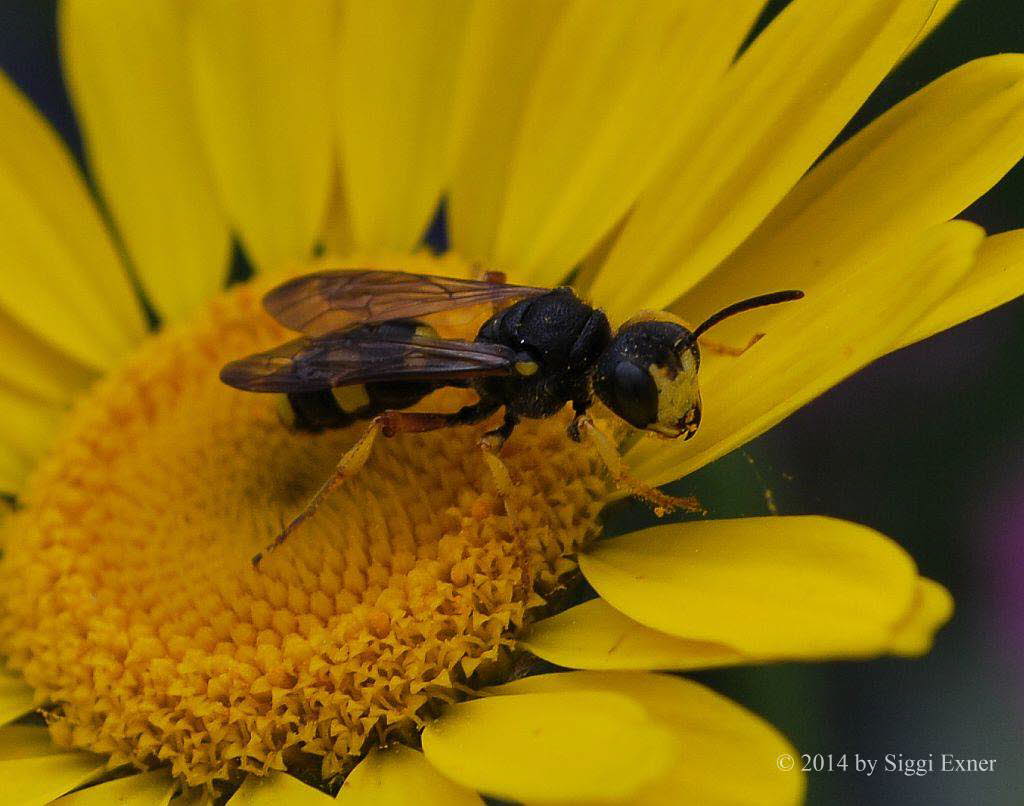 Bienenjagende Knotenwespe Cerceris rybyensis