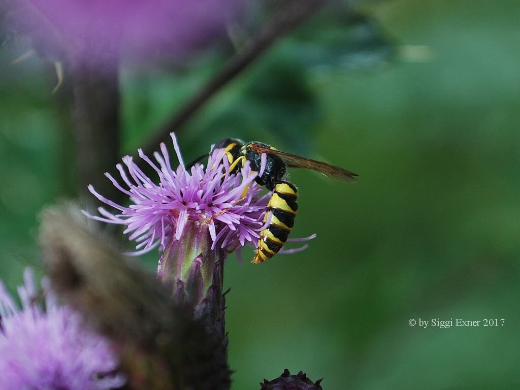 Philanthus triangulum Bienenwolf