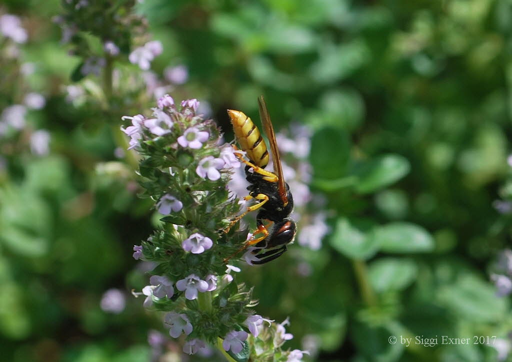 Bienenwolf Philanthus triangulum