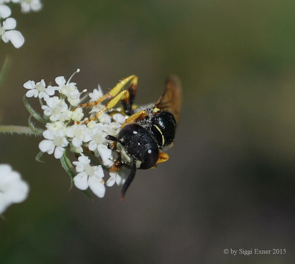 Bienenwolf Philanthus triangulum