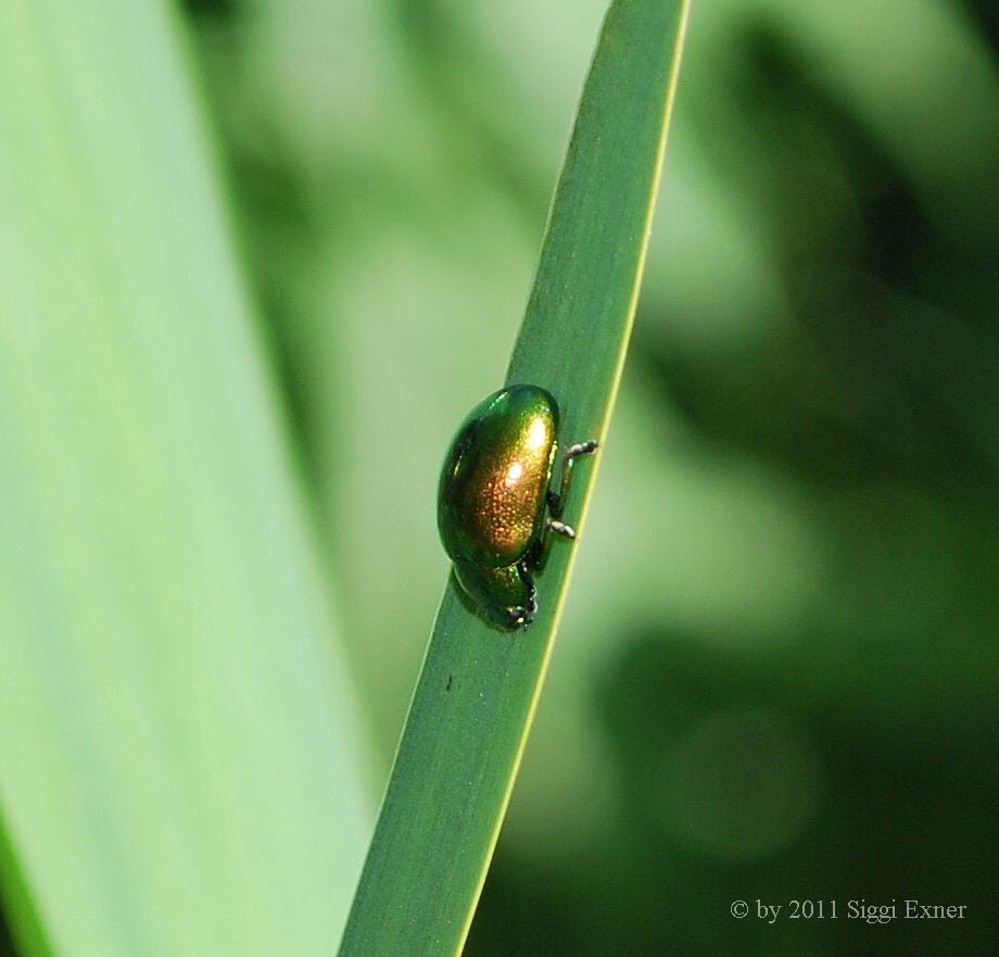 Chrysolina graminis