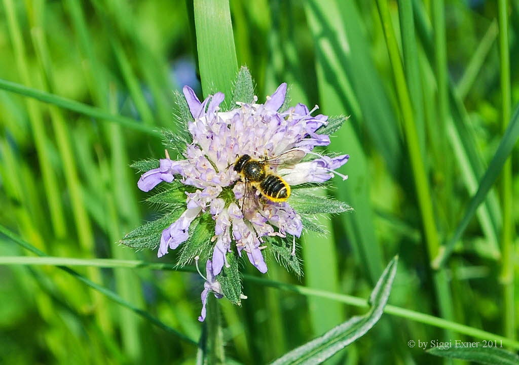 Megachile cf ericetorum Blattschneiderbiene