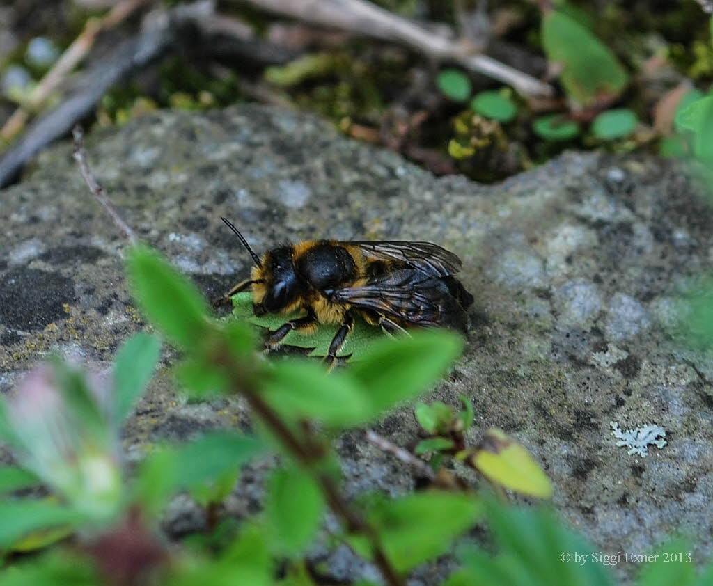 Megachile cf ericetorum Platterbsen-Mrtelbiene  