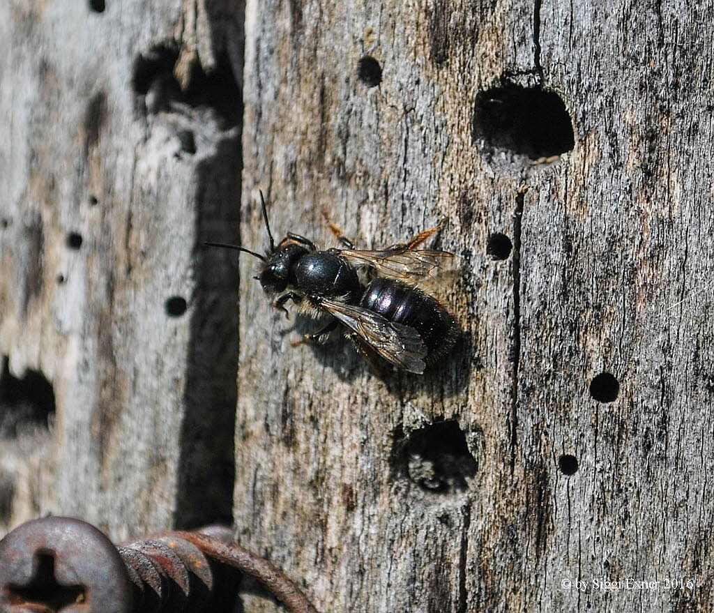 Osmia caerulescens Stahlblaue Mauerbiene