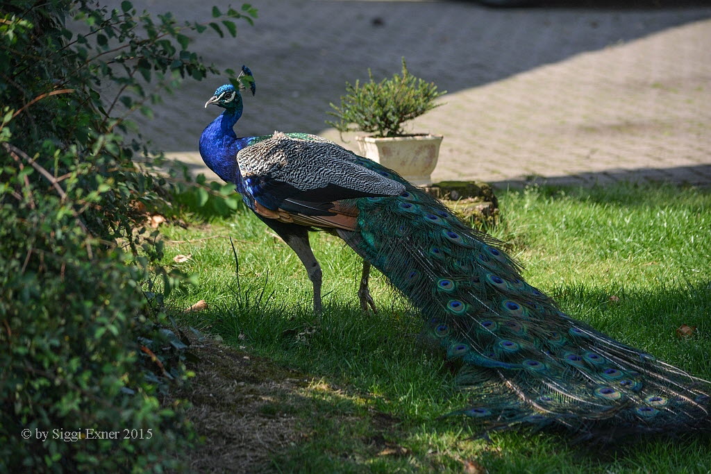 Blauer Pfau Pavo cristatus