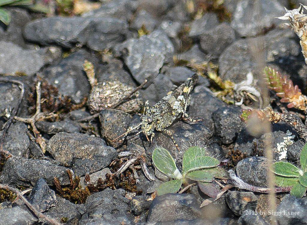 Blauflgelige dlandschrecke Oedipoda caerulescens