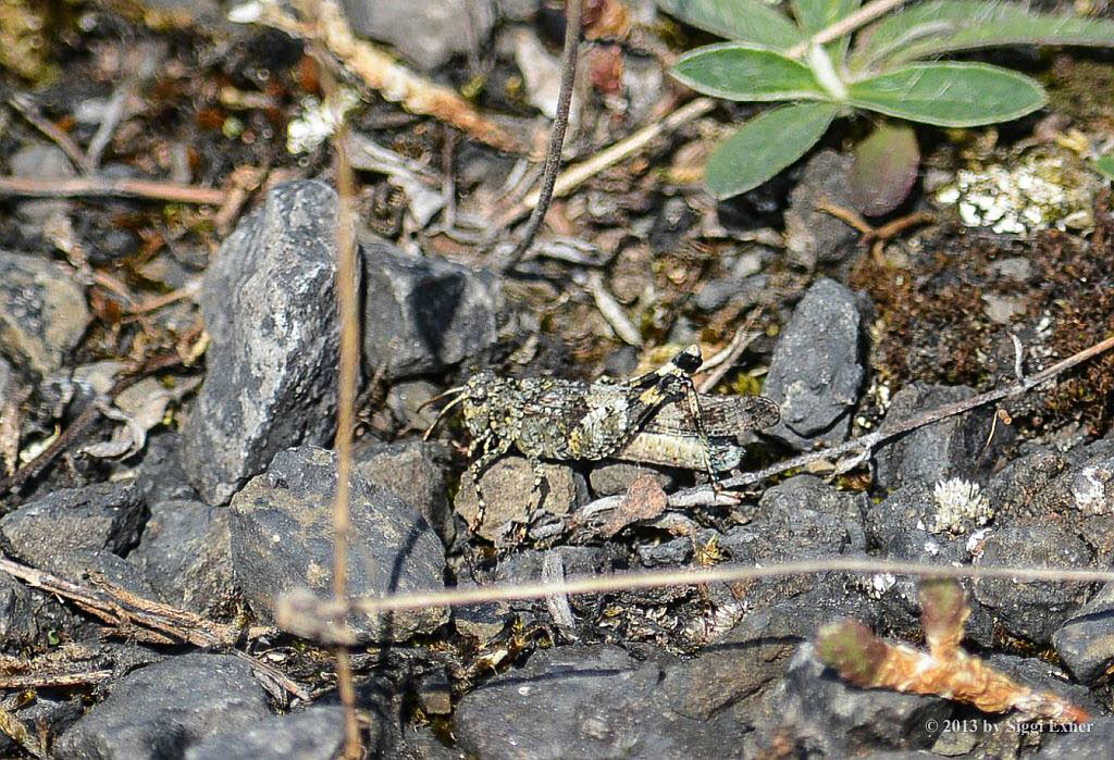 Blauflgelige dlandschrecke Oedipoda caerulescens