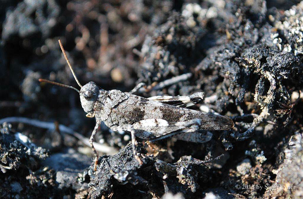 Blauflgelige dlandschrecke Oedipoda caerulescens