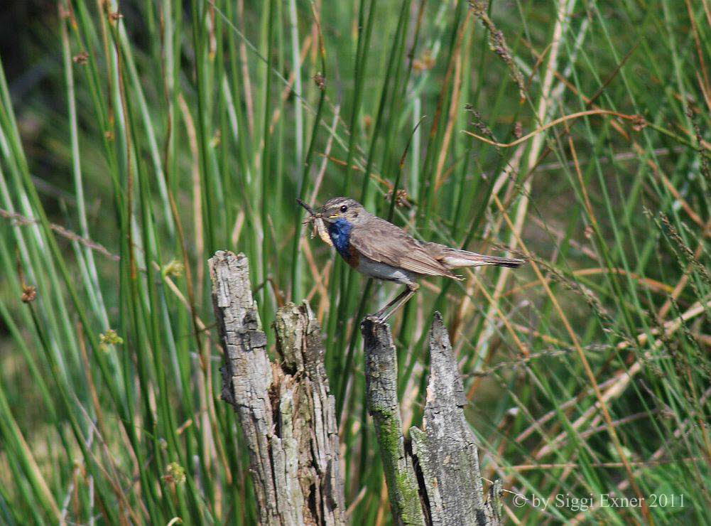 Blaukehlchen Luscinia svecica