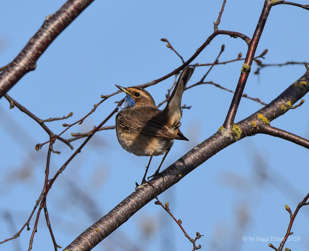 Blaukehlchen Luscinia svecica