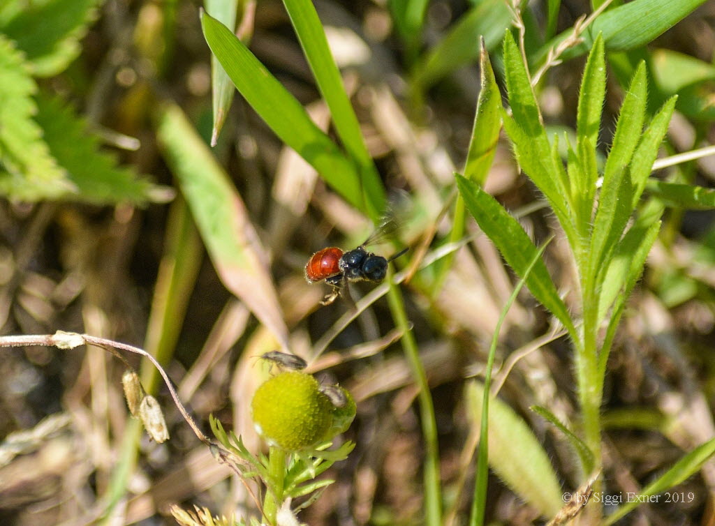 Sphecodes cf pellucidus Blutbiene 