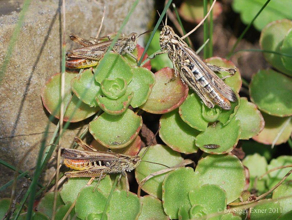 Brauner Grashpfer Chorthippus brunneus