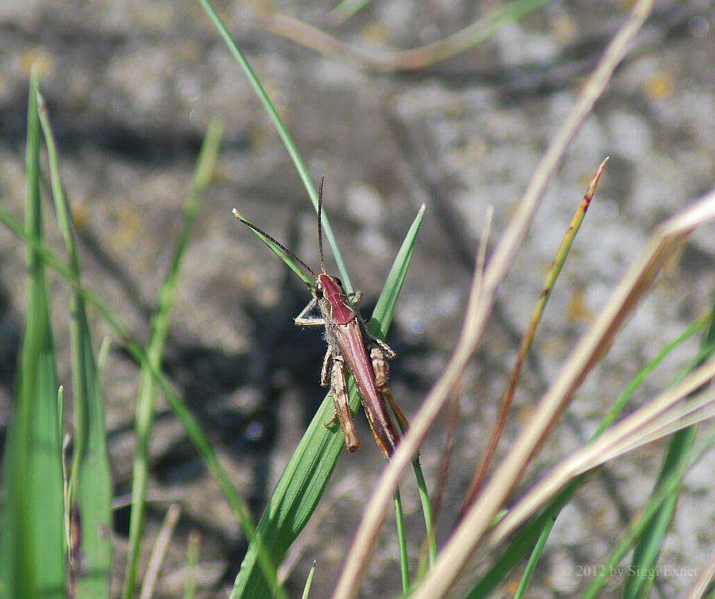 Brauner Grashpfer Chorthippus brunneus