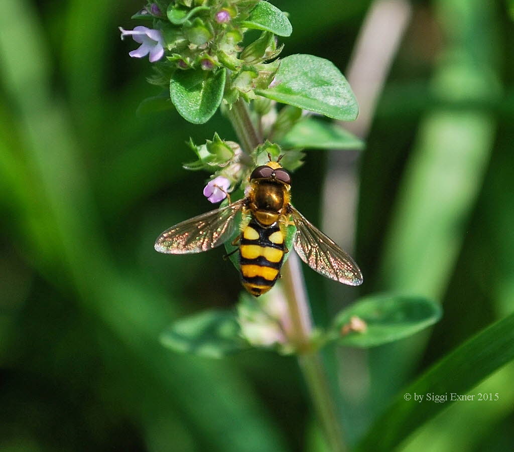 Eupeodes latifasciatus Breitband-Feldschwebfliege