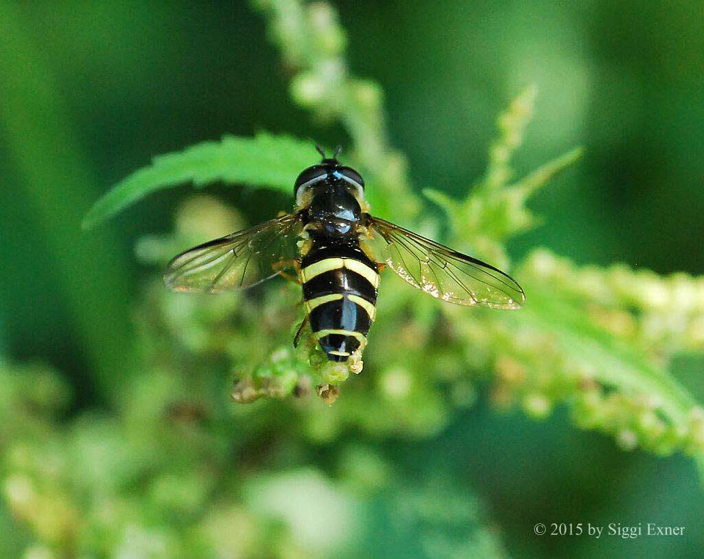 Dasysyrphus tricinctus Breitband-Waldschwebfliege