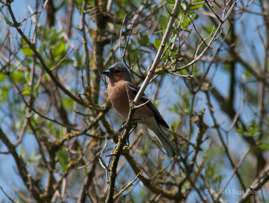 Buchfink Fringilla coelebs