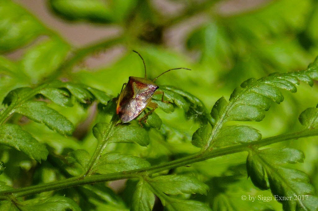 Bunte Blattwanze Elasmostethus interstinctus_017741