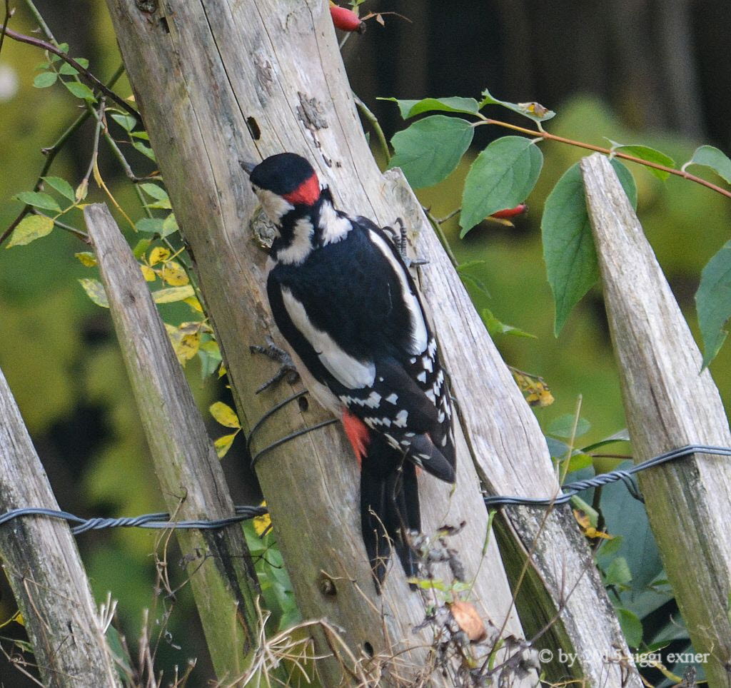 Buntspecht Dendrocopos syriacus