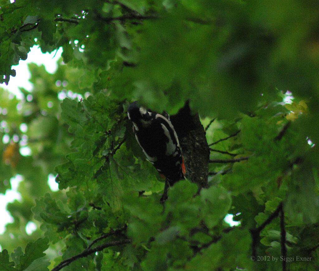 Buntspecht Dendrocopos syriacus