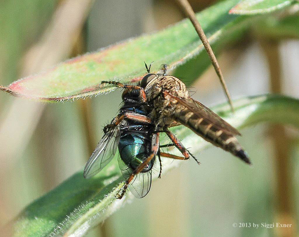 Burschen-Raubfliege Tolmerus  cingulatus