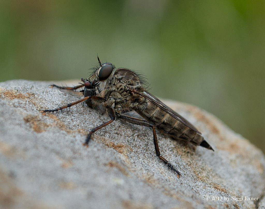 Burschen-Raubfliege Tolmerus  cingulatus/cowini