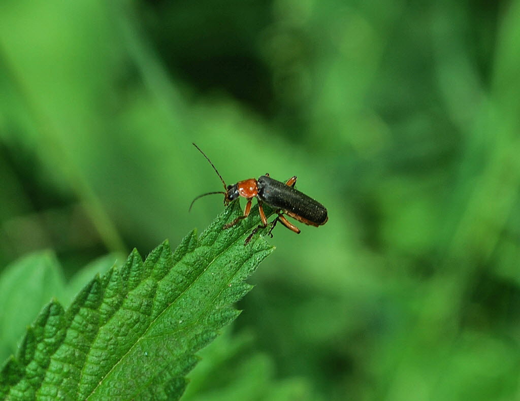 Cantharis pellucida