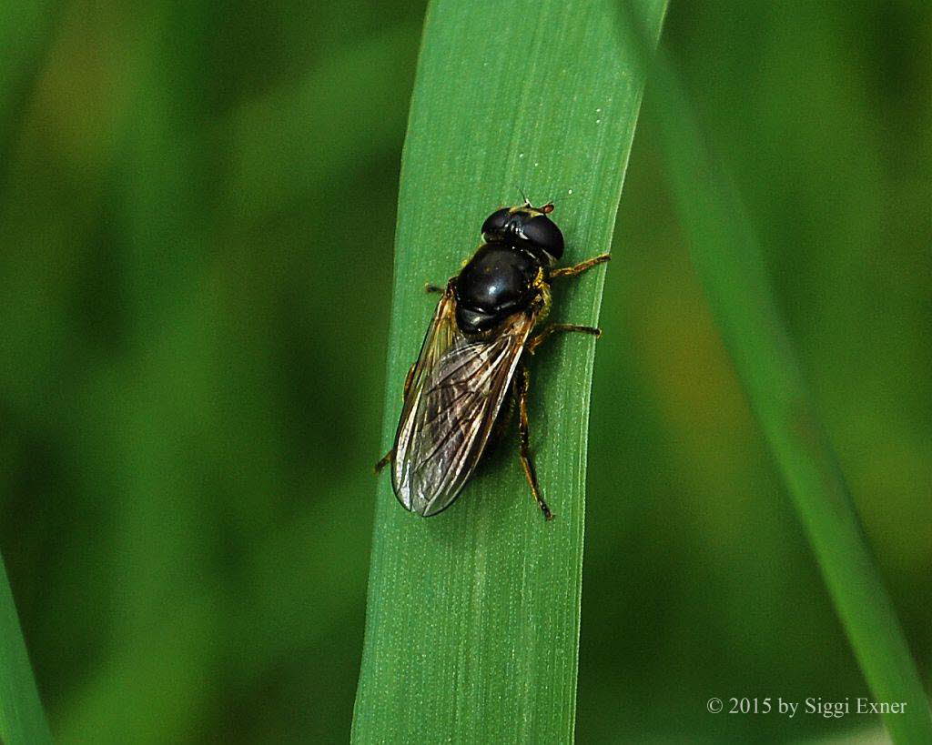 Cheilosia pagana Kleine Erzschwebfliege