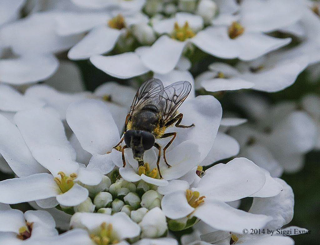 Cheilosia orthotricha Erzschwebfliege