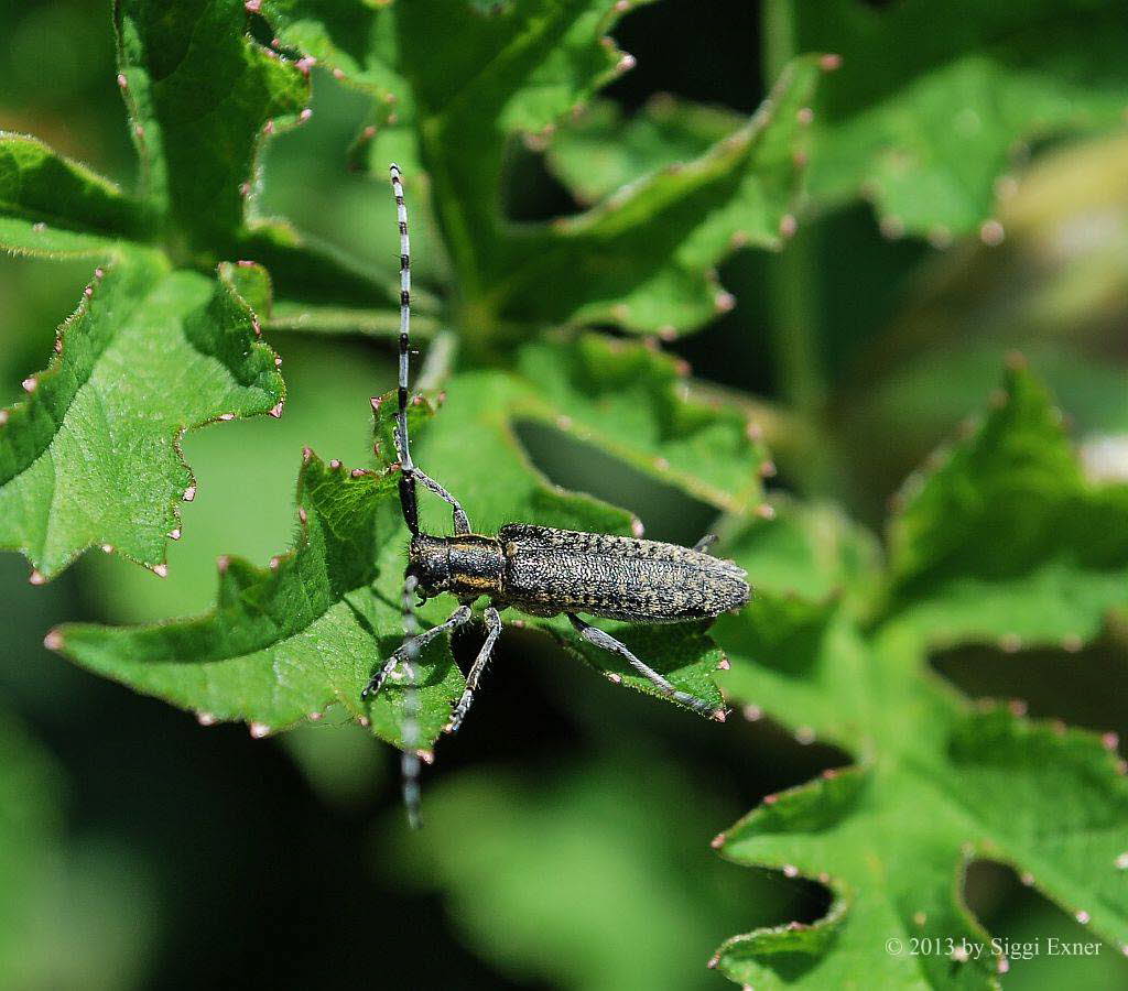 Scheckhorn-Distelbock Agapanthia villosoviridescens