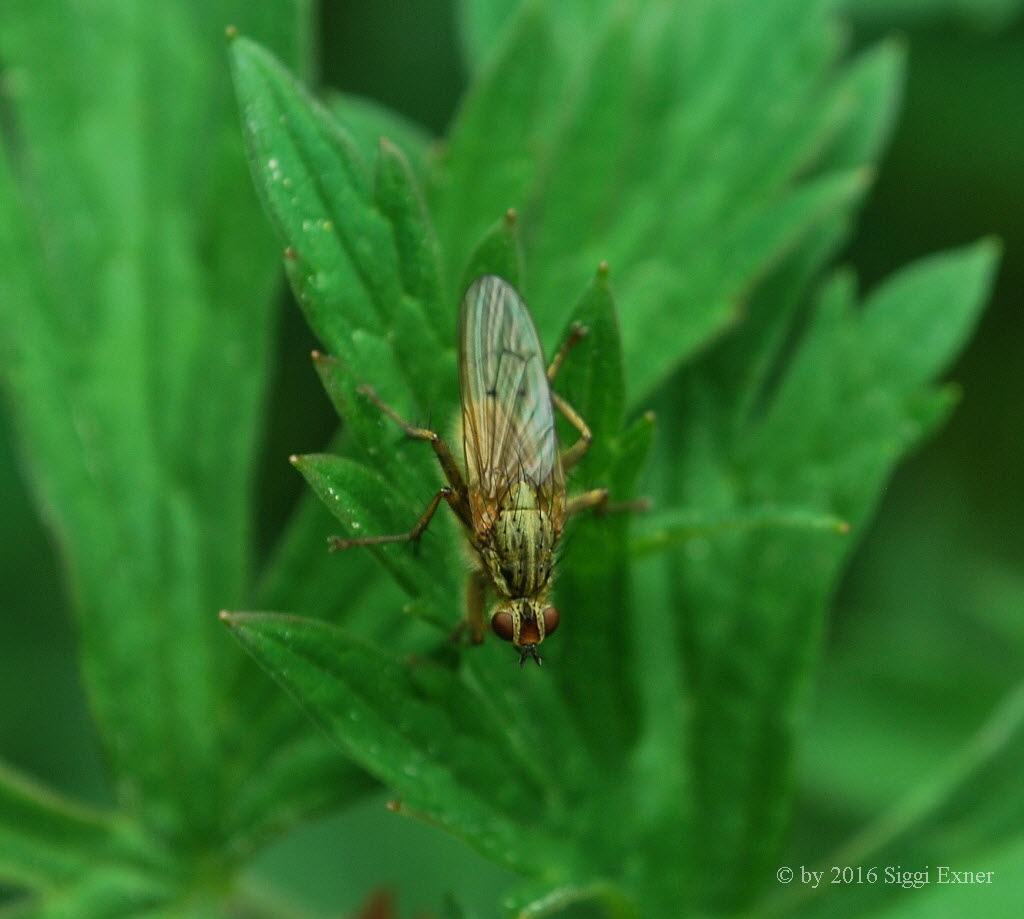 Gelbe Dungfliege Scathophaga stercoraria