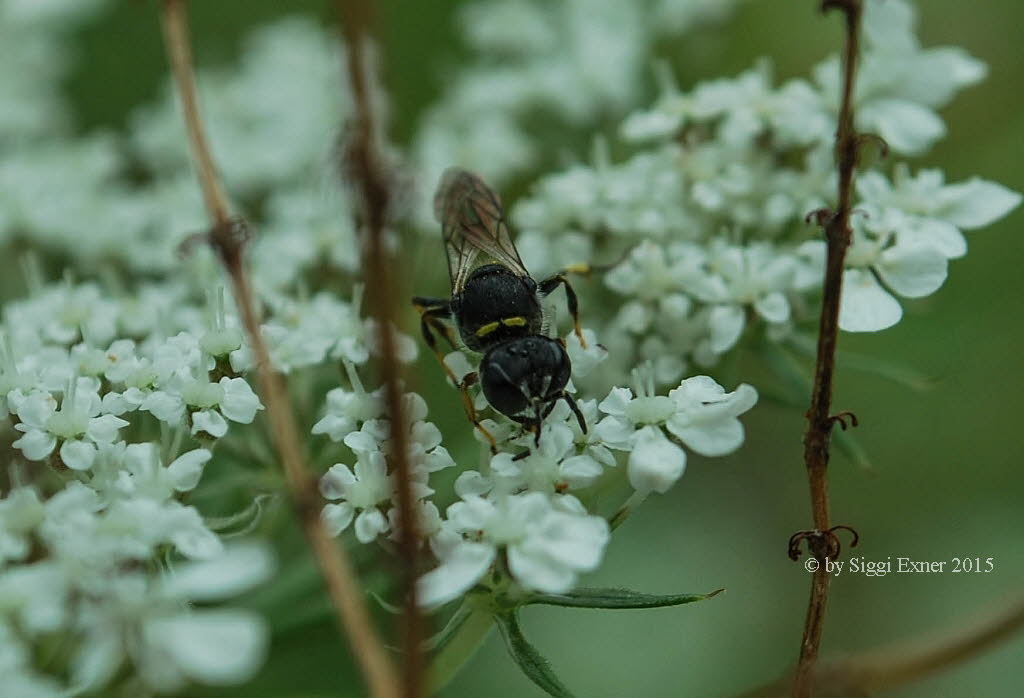 Ectemnius lapidarius