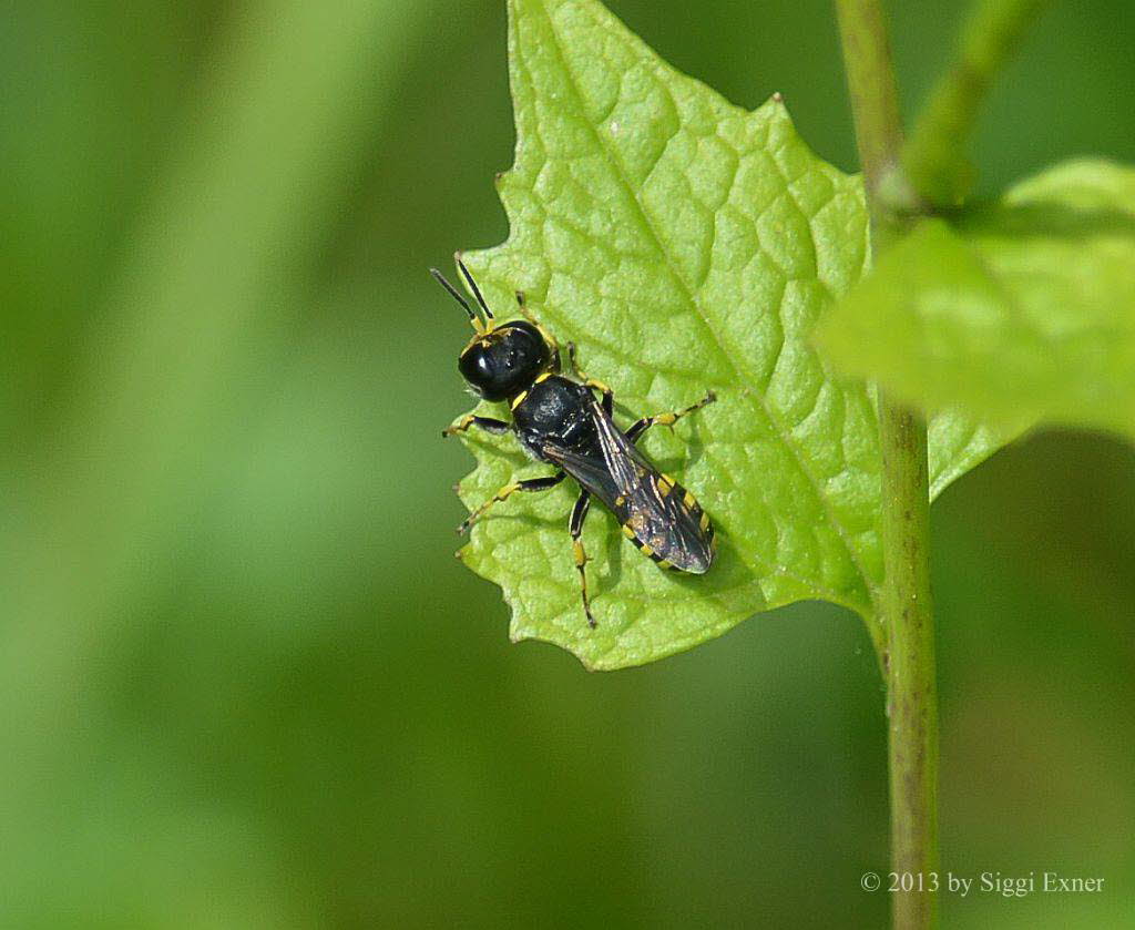 Ectemnius lapidarius