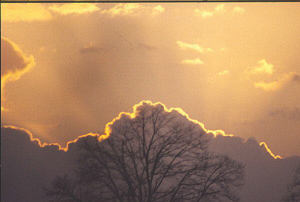 Eiche mit Wolken