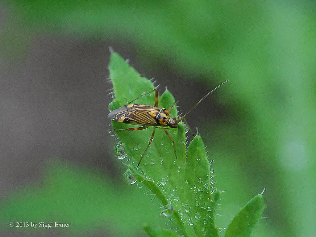 Eichen-Schmuckwanze Rhabdomiris striatellus