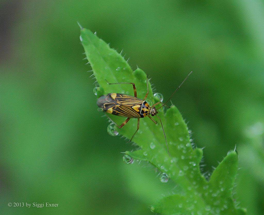 Eichen-Schmuckwanze Rhabdomiris striatellus