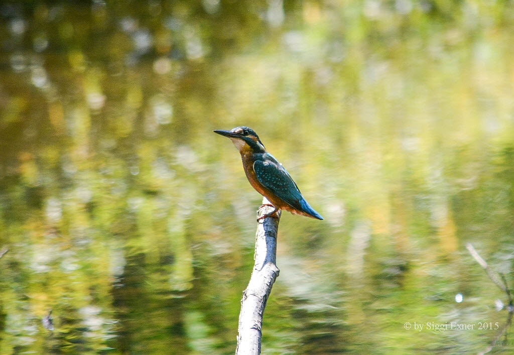 Eisvogel Alcedo atthis