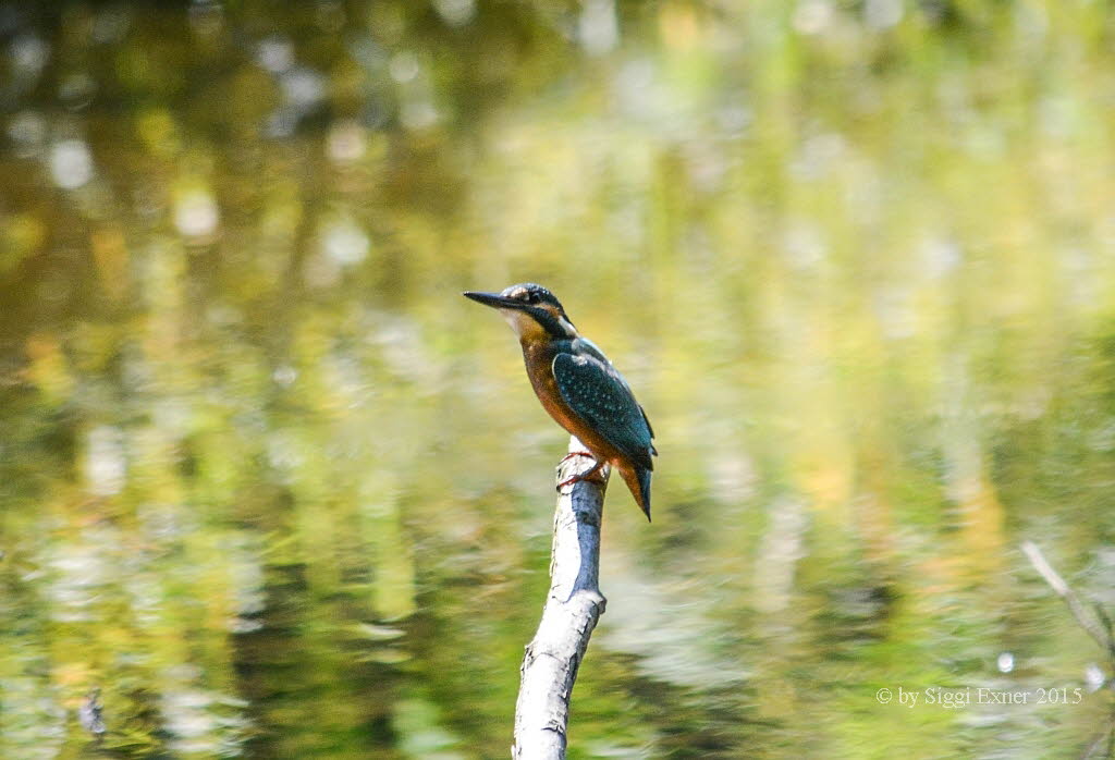 Eisvogel Alcedo atthis