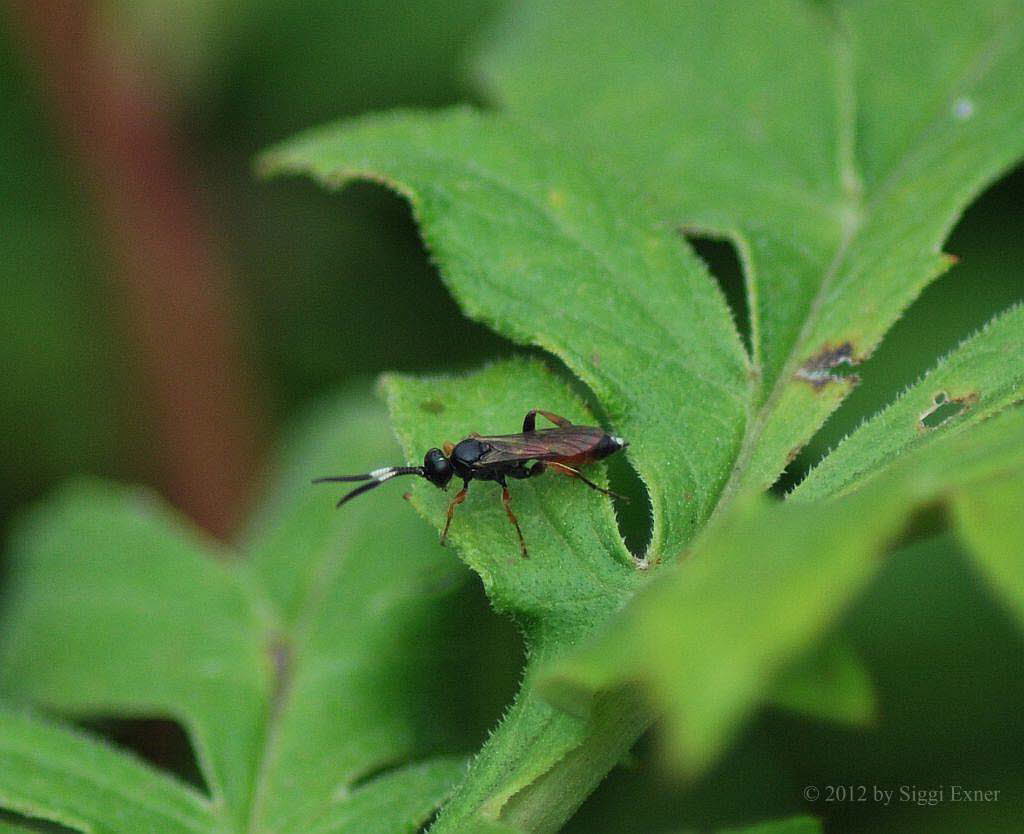 Exephanes ischioxanthus